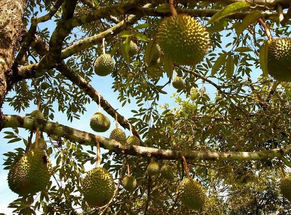p3109 cong dung tuyet voi cua sau rieng ma ban khong ngo toi 1